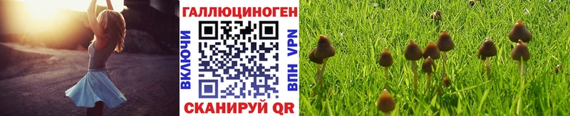 Купить где Бакал Псилоцибиновые грибы Psilocybe